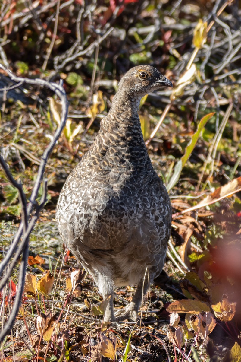 Gallo Fuliginoso - ML372231571