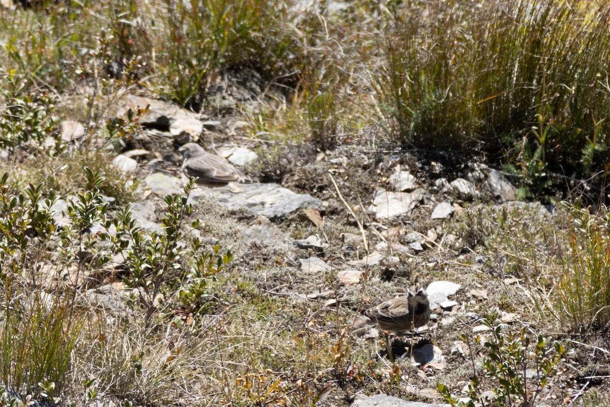 Horned Lark - Josh Adams