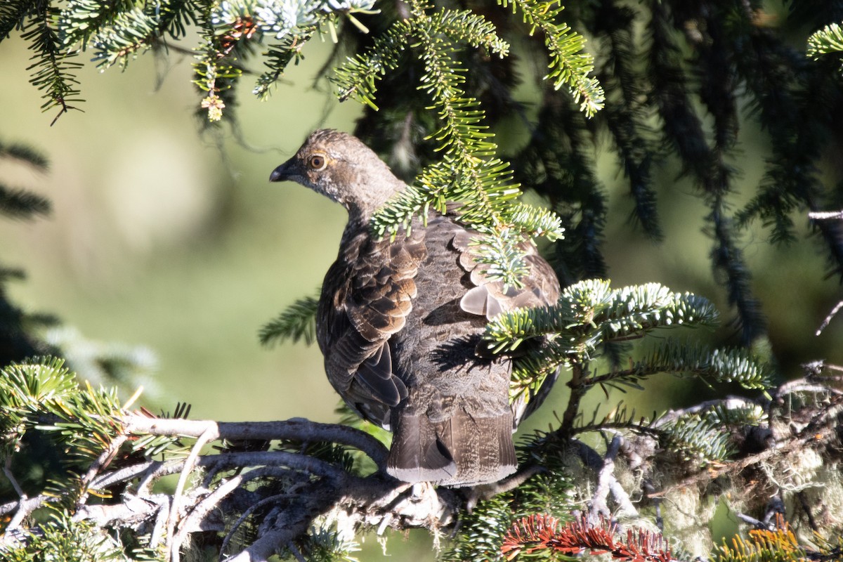 Gallo Fuliginoso - ML372231651