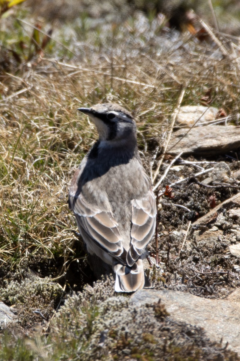 Horned Lark - ML372231661