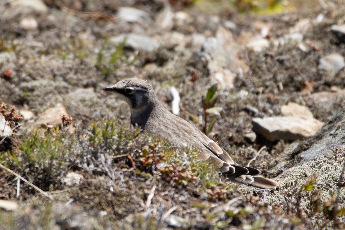 Horned Lark - ML372231691