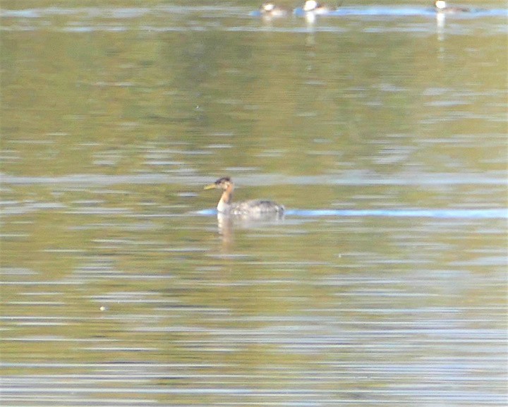 Red-necked Grebe - ML372231861