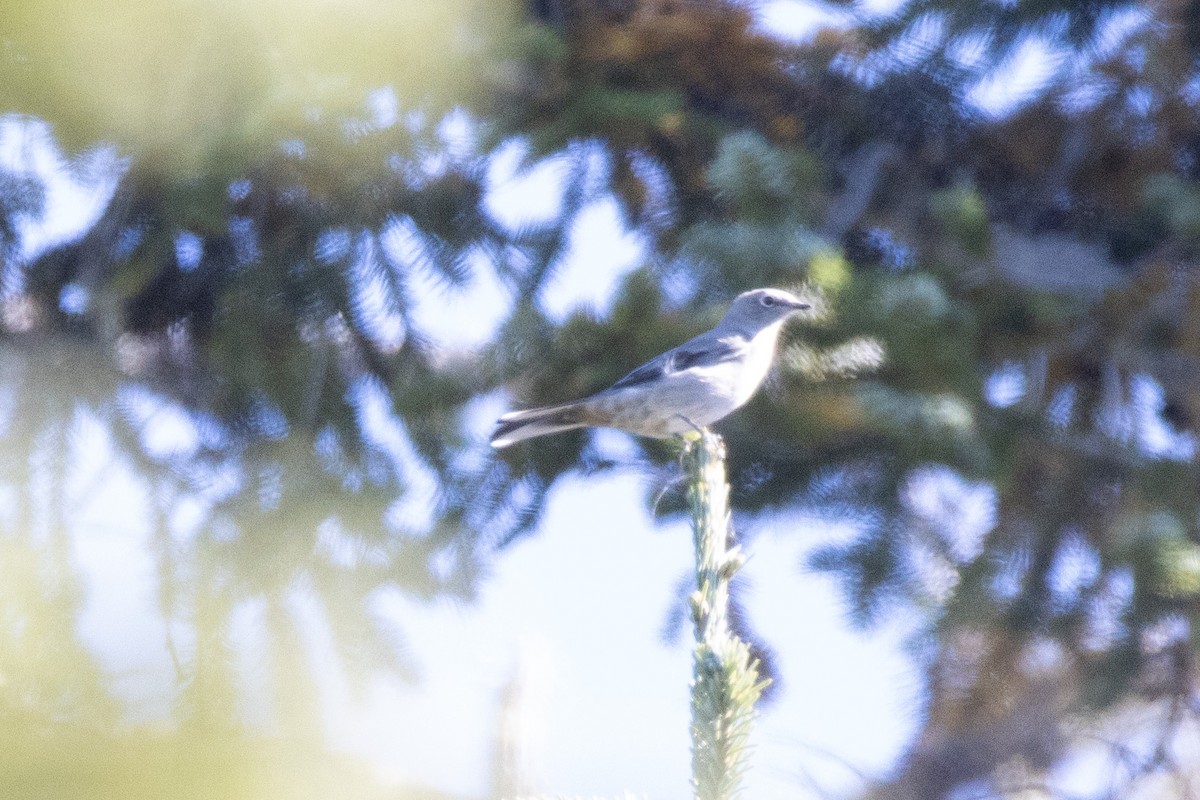 Townsend's Solitaire - Josh Adams