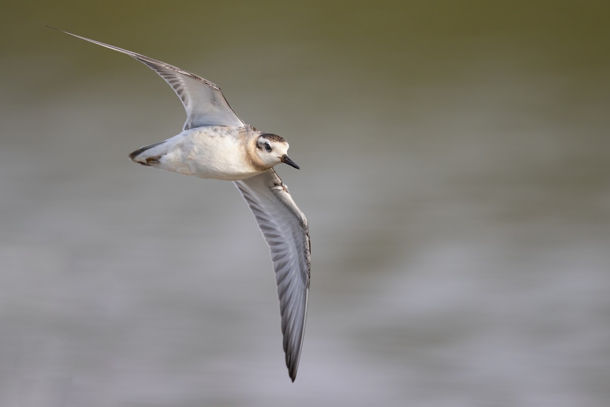 Red Phalarope - ML372235111