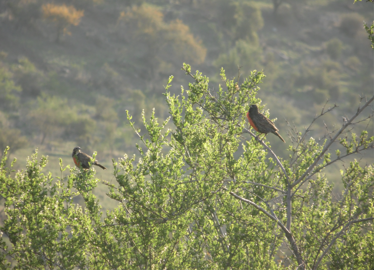 Long-tailed Meadowlark - ML372237141