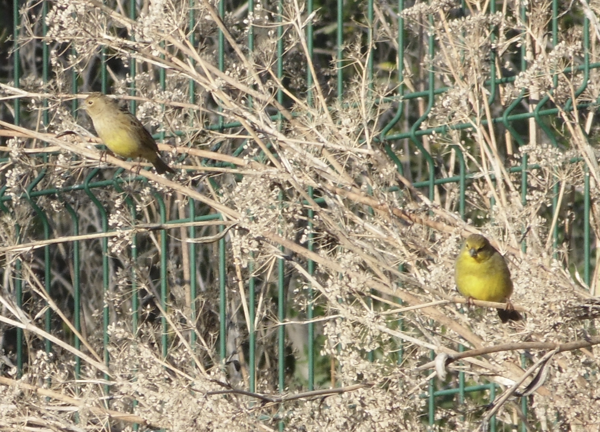 Grassland Yellow-Finch - ML372237191