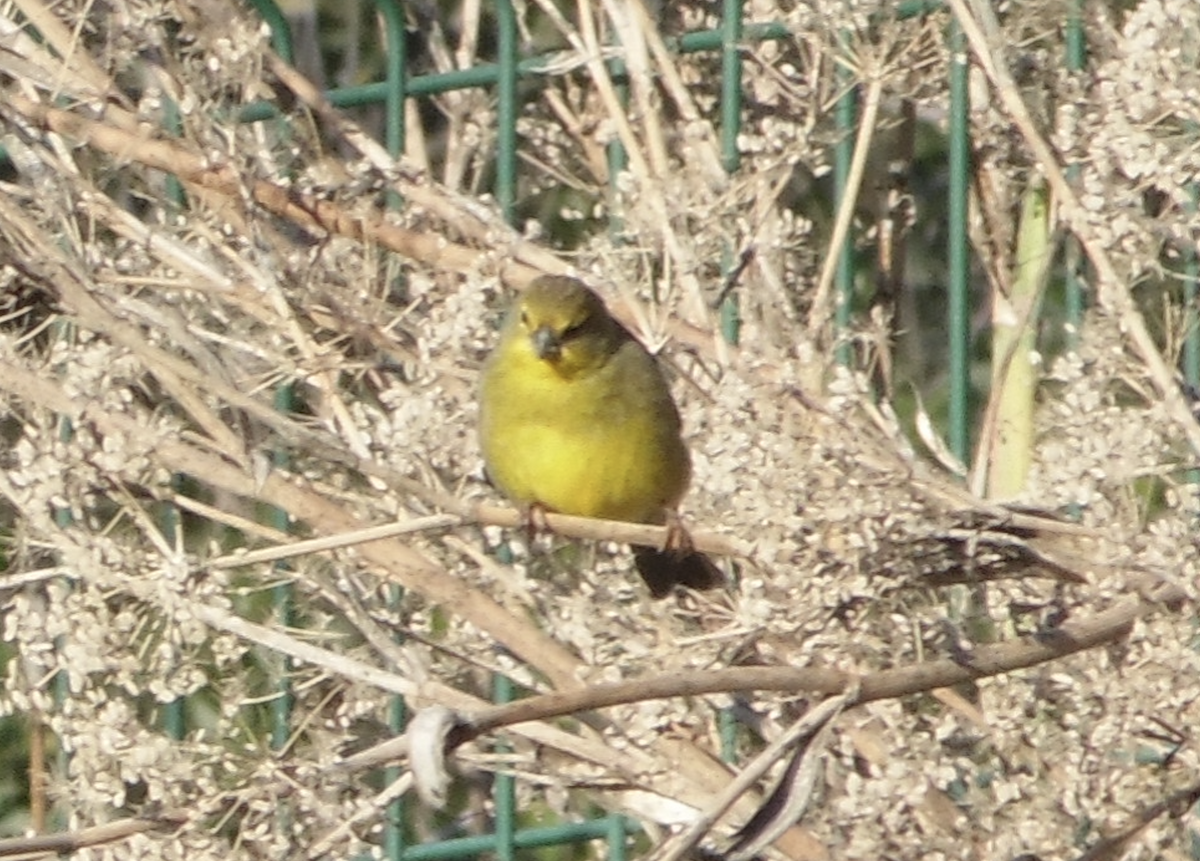 Grassland Yellow-Finch - Cristian Ramírez