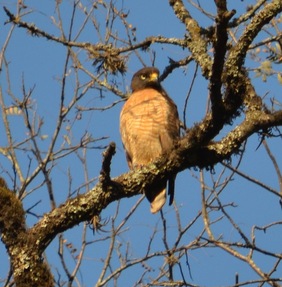 Roadside Hawk - ML372237661