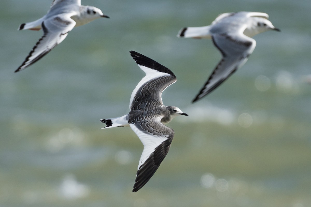 Sabine's Gull - Old Bird
