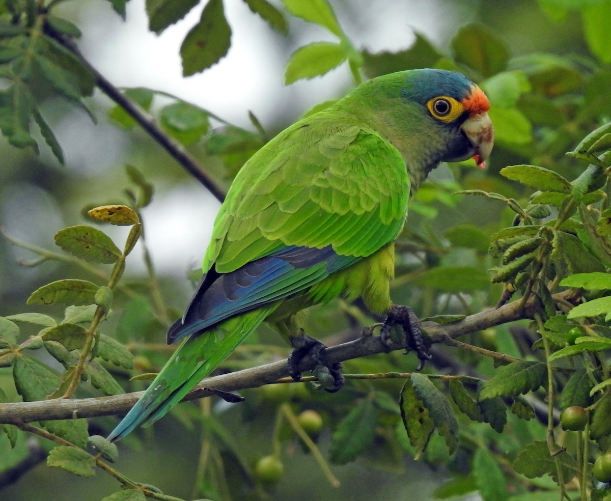 Orange-fronted Parakeet - Danilo Moreno