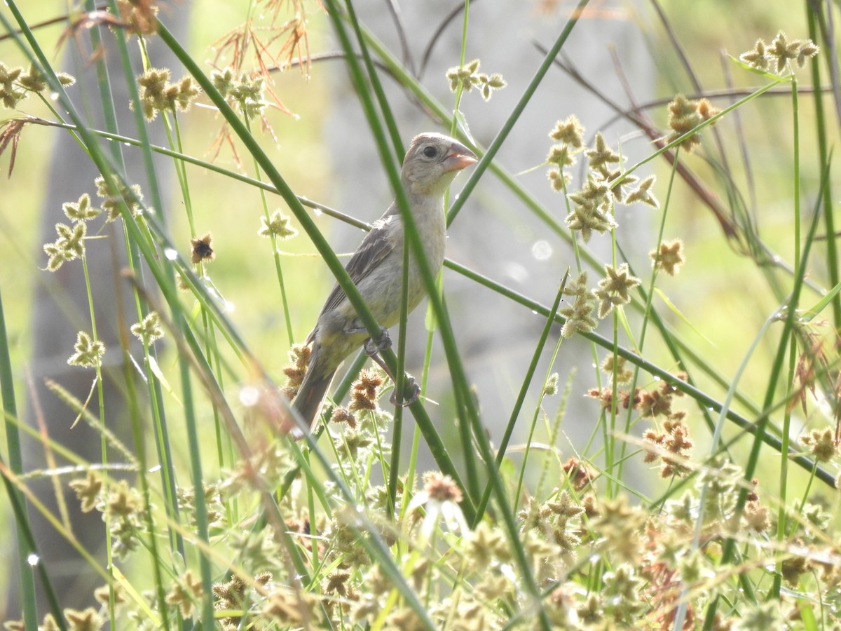 Blue Grosbeak - ML372239351