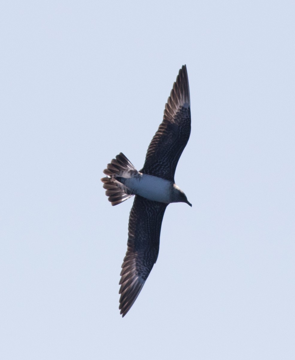 Long-tailed Jaeger - ML372239481