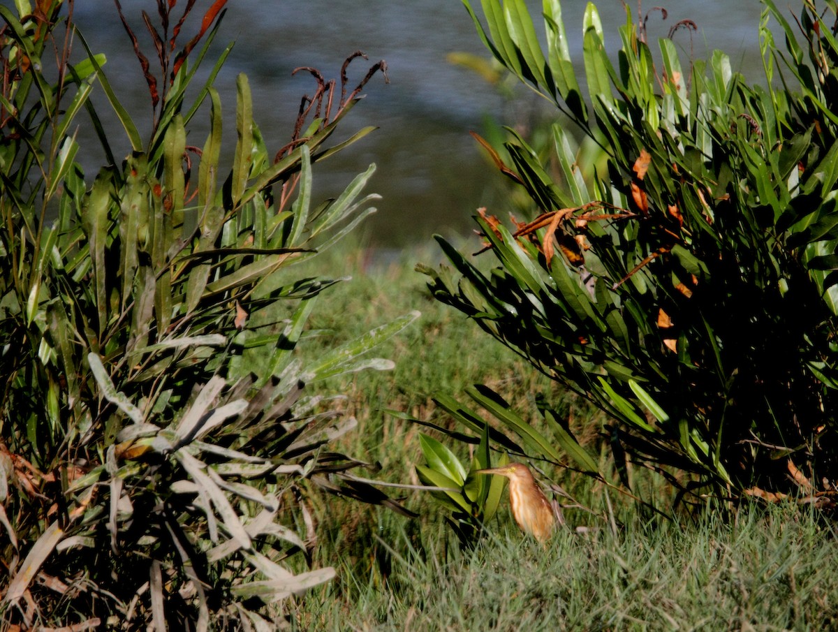 Yellow Bittern - ML372239651