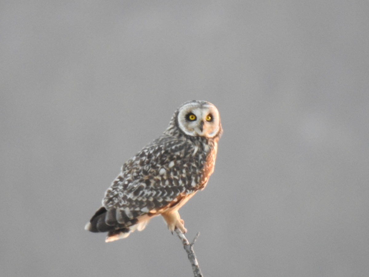 Short-eared Owl - ML372239811