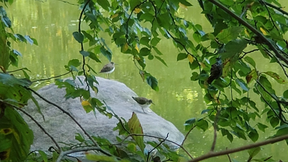 Solitary Sandpiper - ML372241271