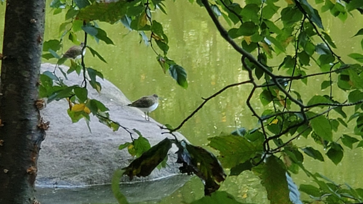 Solitary Sandpiper - ML372241281