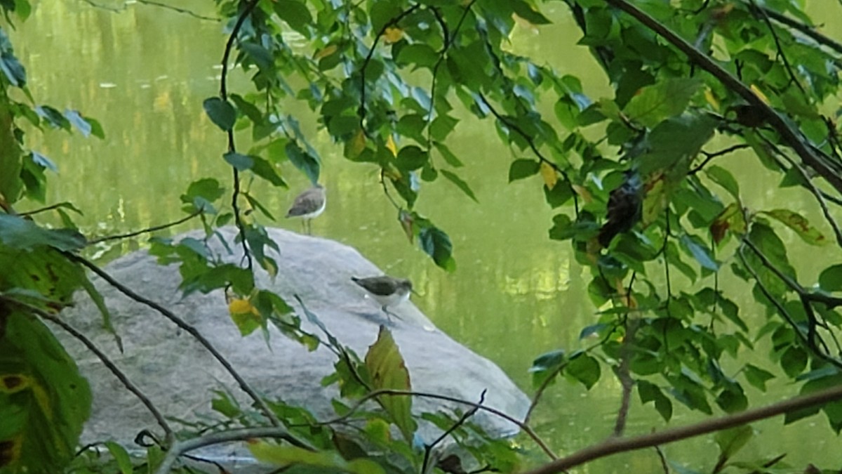 Solitary Sandpiper - ML372241291