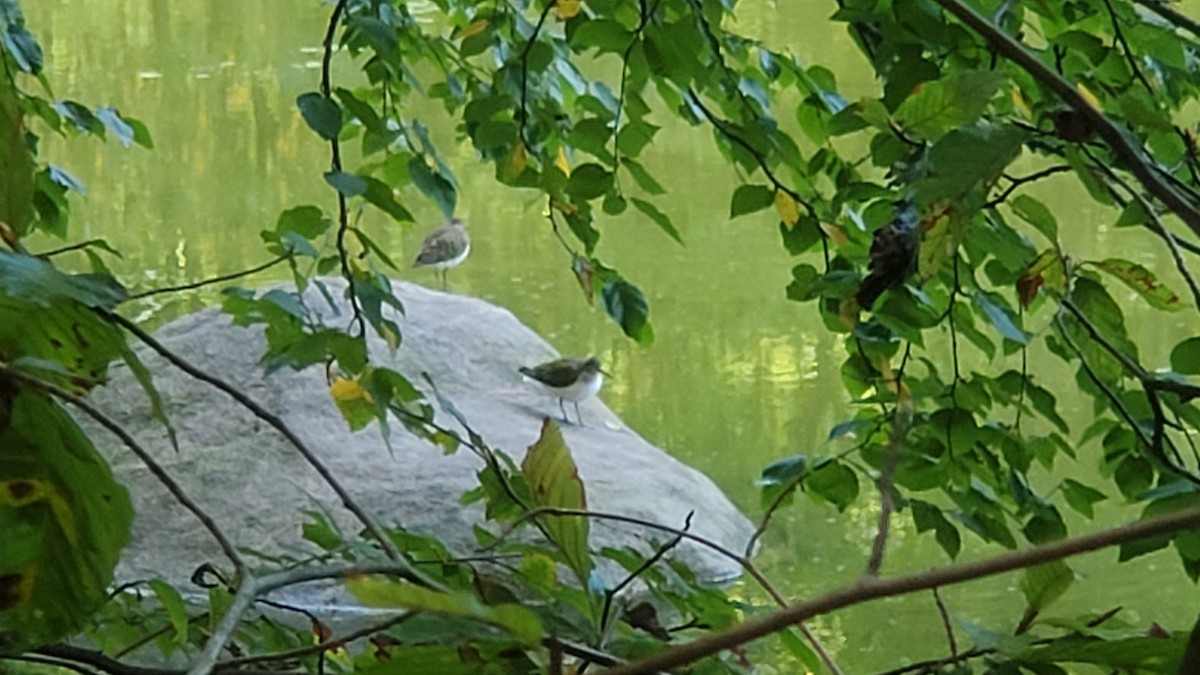 Solitary Sandpiper - ML372241301