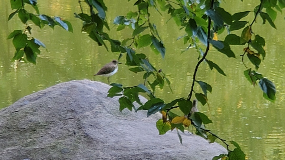 Solitary Sandpiper - ML372241311