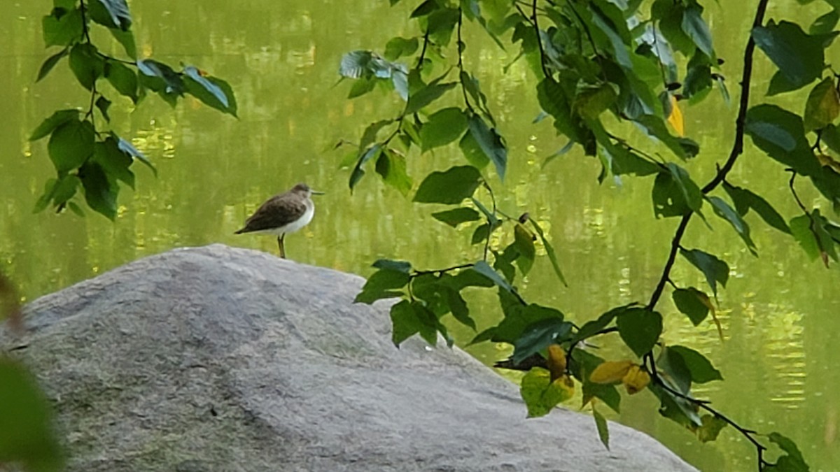 Solitary Sandpiper - ML372241321