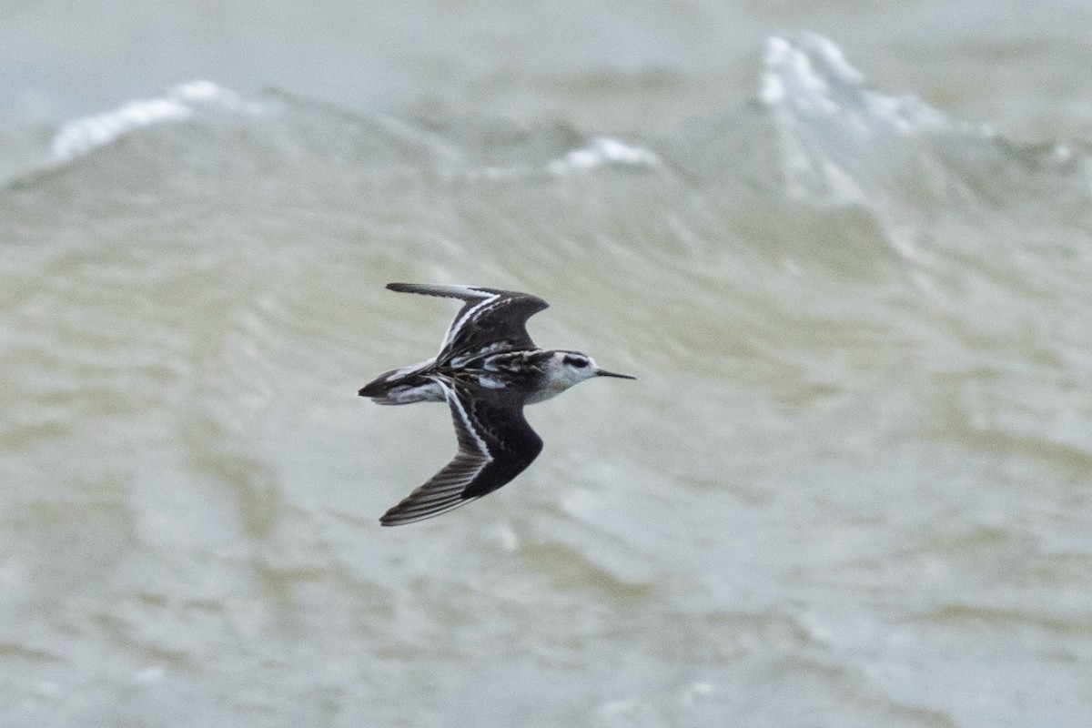 Red-necked Phalarope - Old Bird