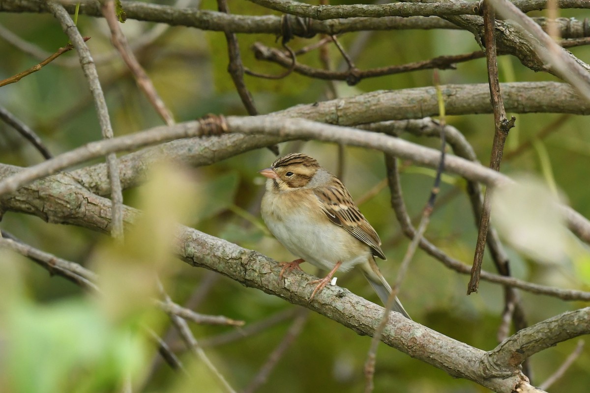 Clay-colored Sparrow - Ted Bradford