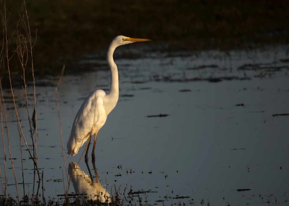 Great Egret - Tom Tarrant