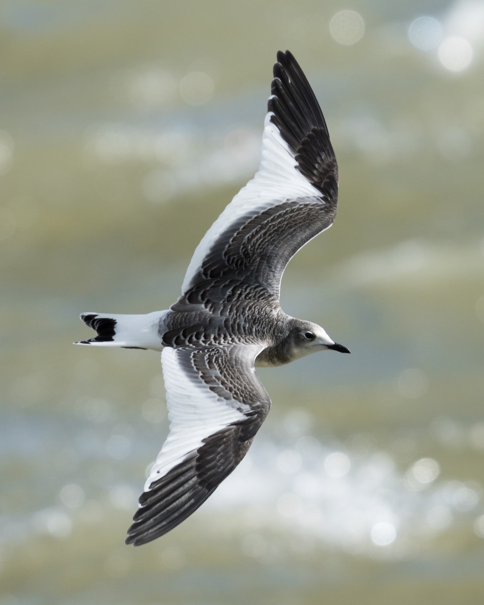 Sabine's Gull - Old Bird