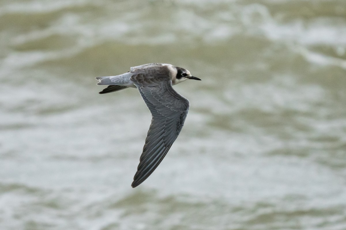 Black Tern - Old Bird