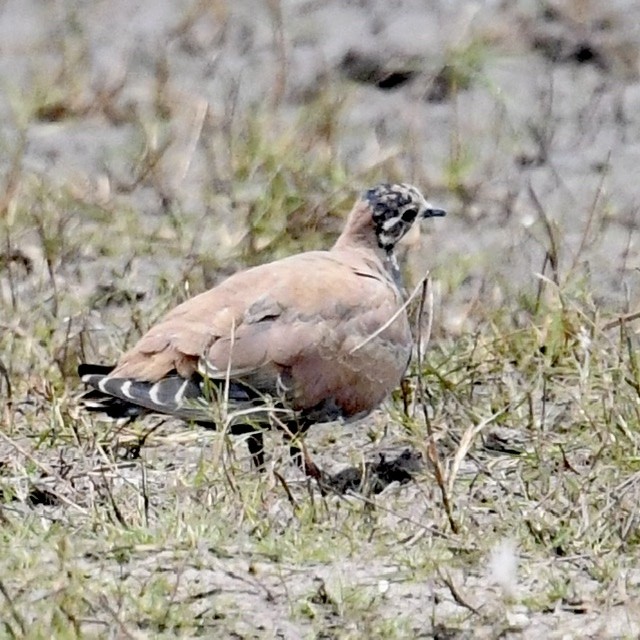 Flock Bronzewing - Mike Barrow