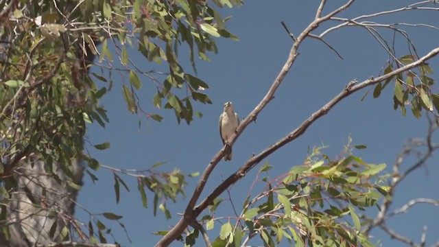 Rufous Songlark - ML372249421