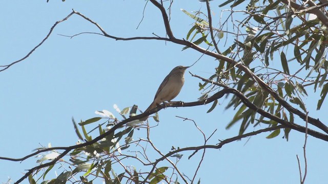 Rufous Songlark - ML372249461