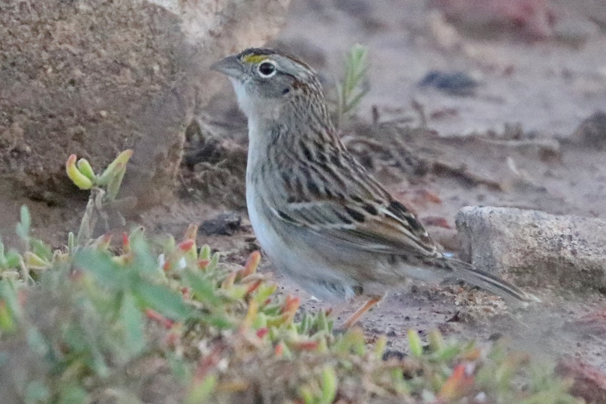 Grassland Sparrow - ML372249821