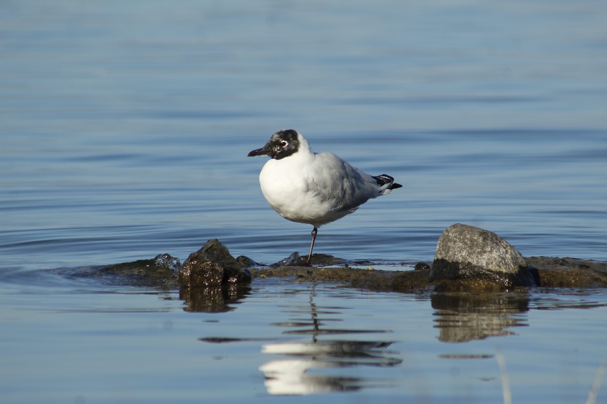 Andean Gull - ML372251381