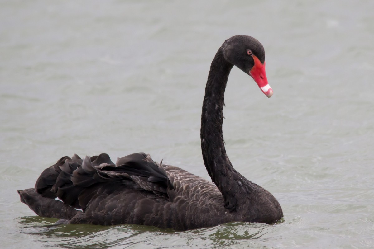 Black Swan - ML37225171