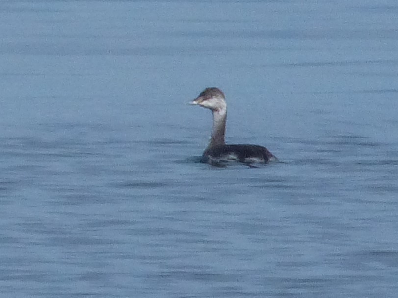 Horned Grebe - ML372252801