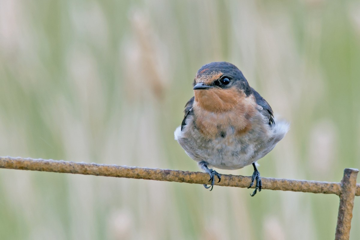 Golondrina Australiana - ML37225281