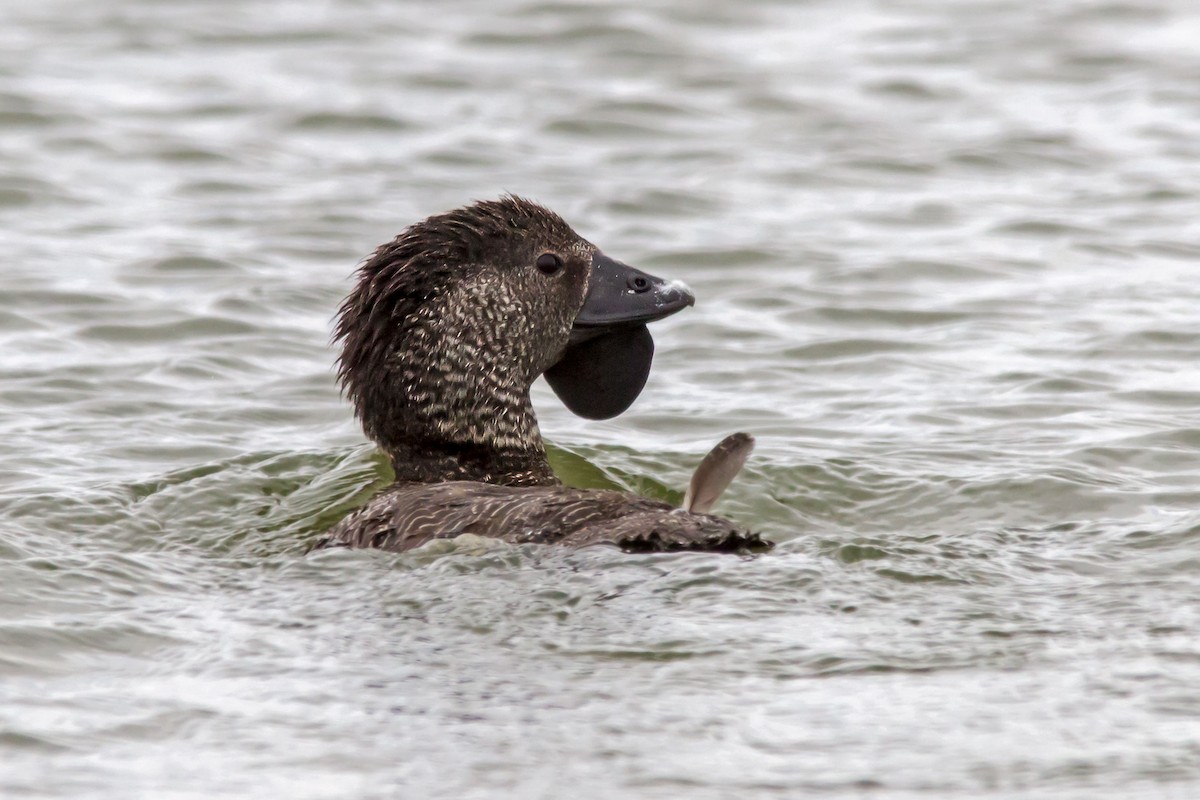 Musk Duck - ML37225301