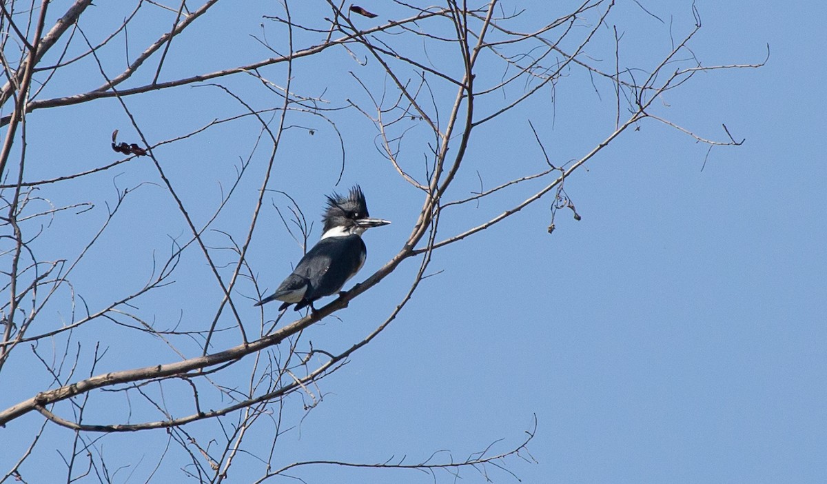 Belted Kingfisher - ML372253301