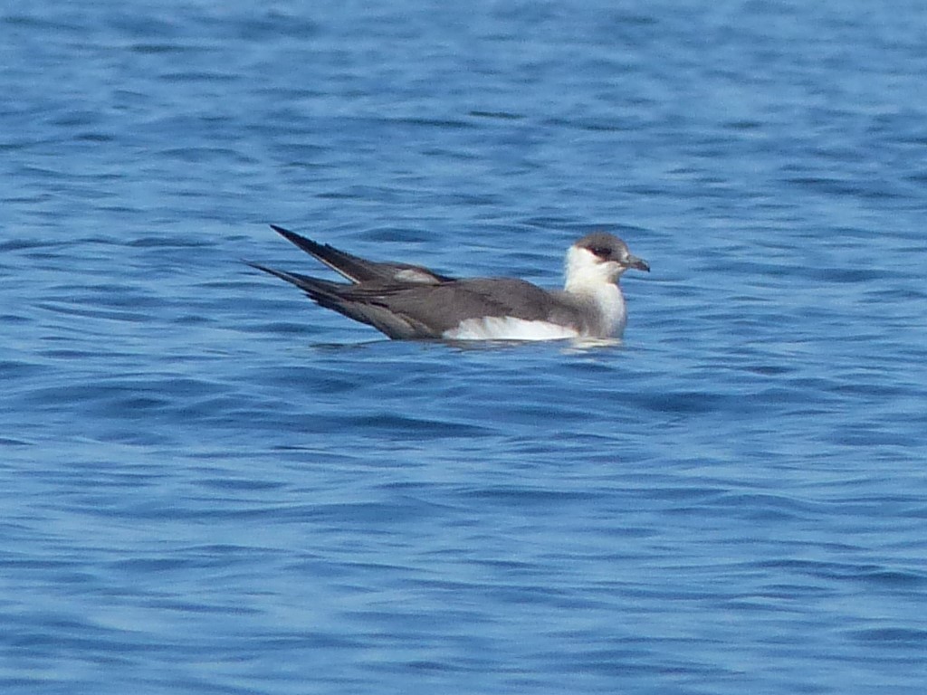 Parasitic Jaeger - ML372253431