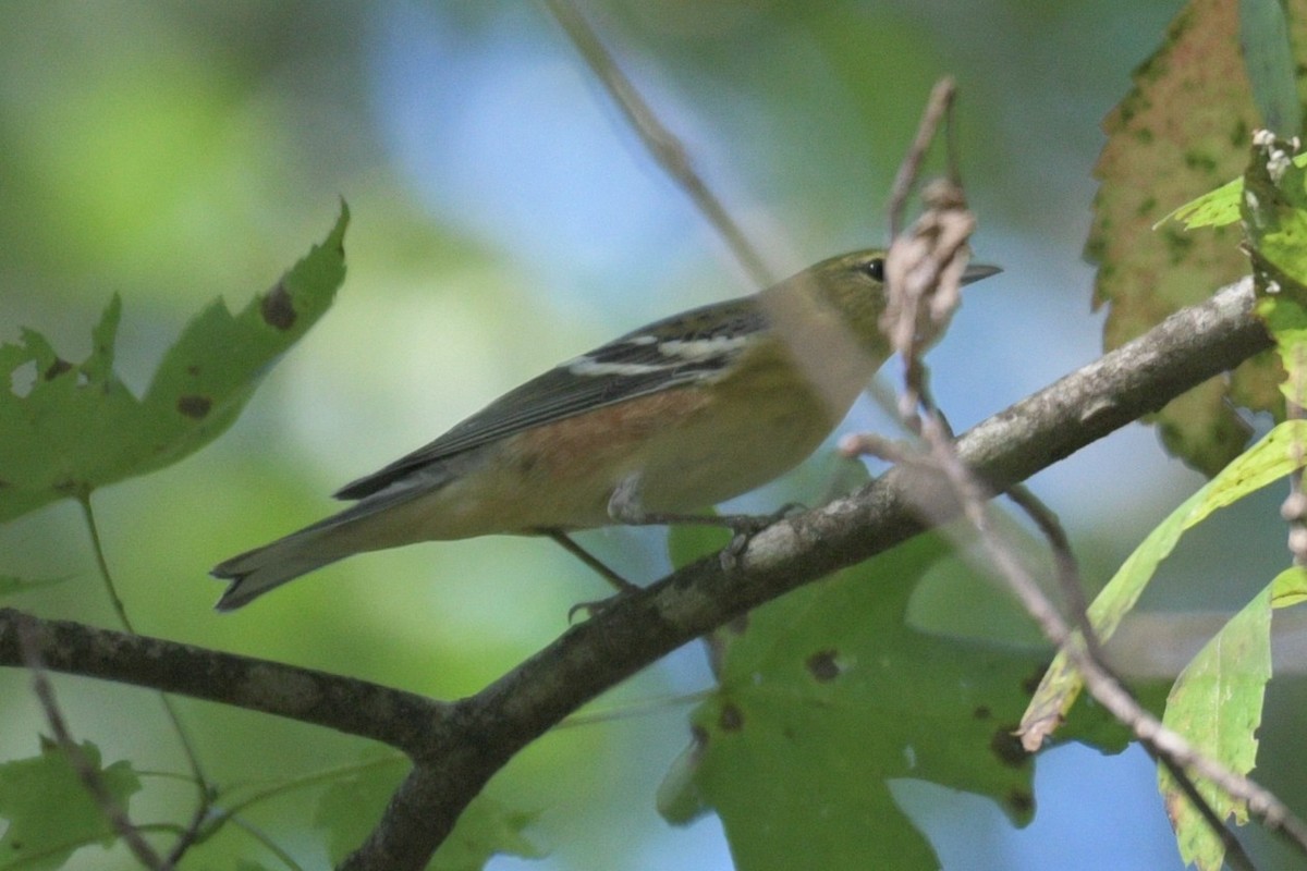 Bay-breasted Warbler - ML372253841