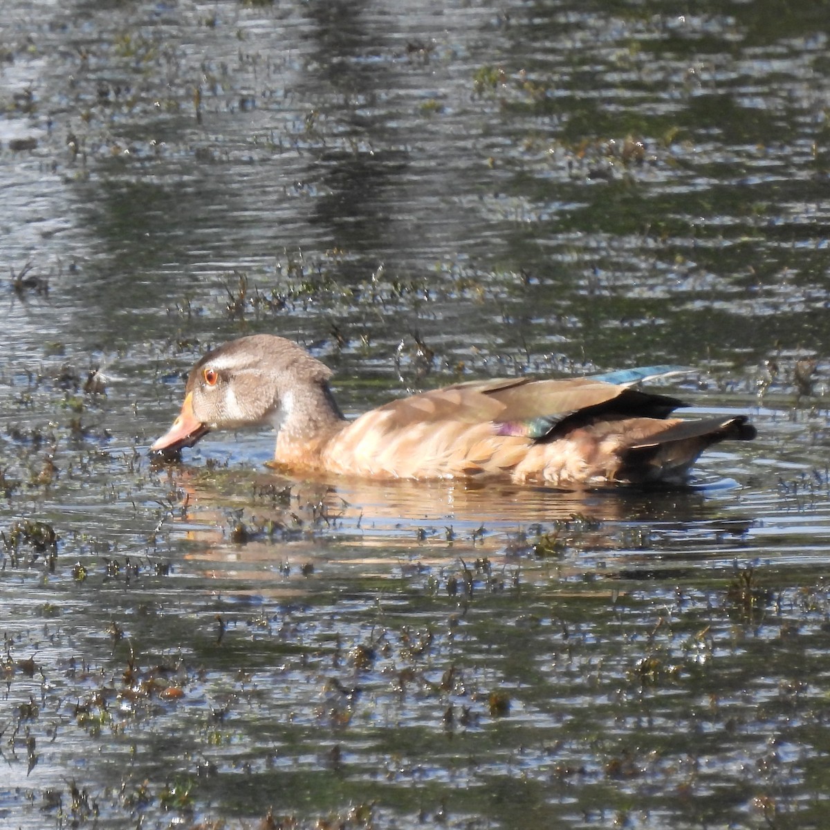 Wood Duck - Martha Wild