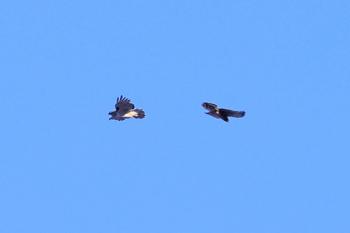 Northern Harrier - Bob Walker