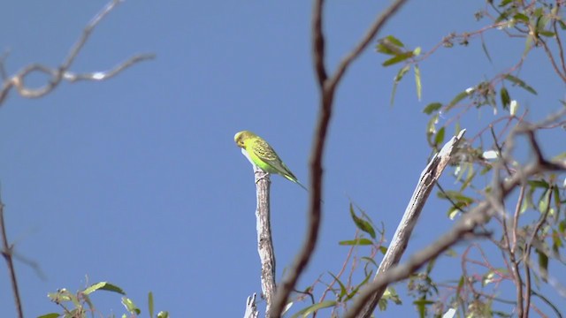 Budgerigar - ML372255231