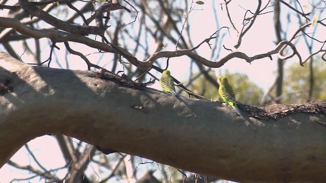 セキセイインコ - ML372255241