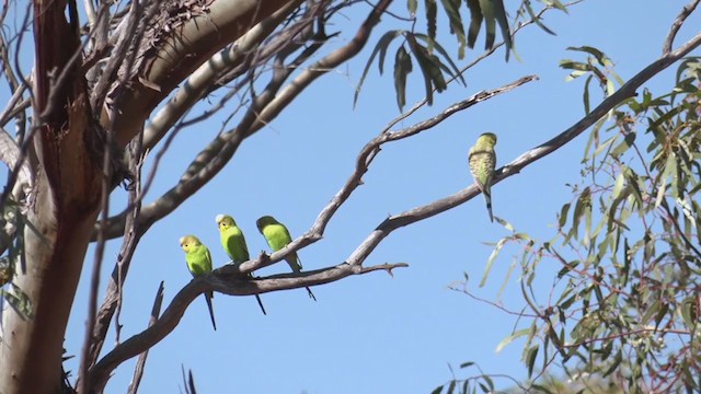 セキセイインコ - ML372255261