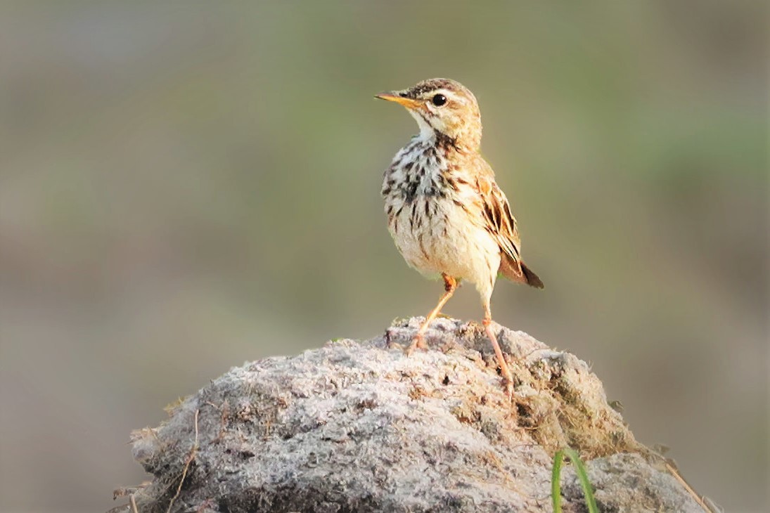 Malindi Pipit - ML372255361