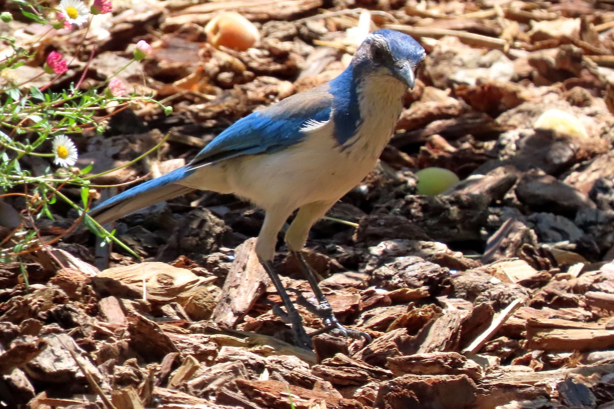 California Scrub-Jay - ML372255681