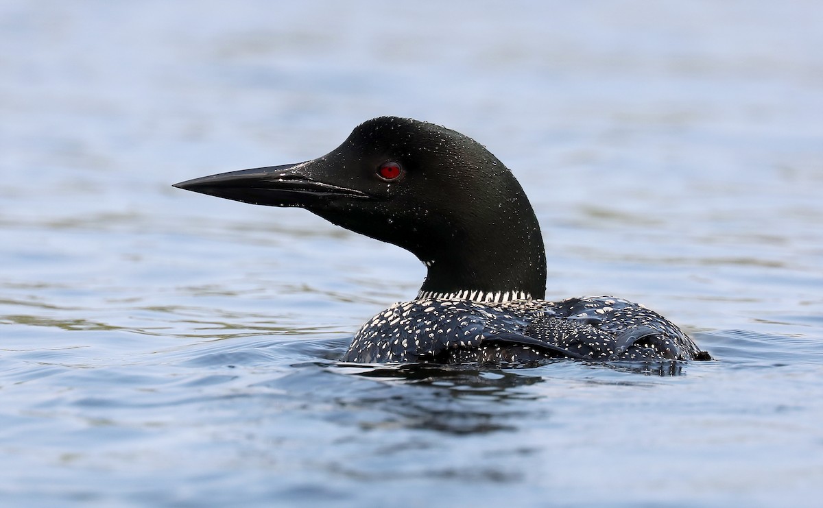 צוללן צפוני - ML372255911