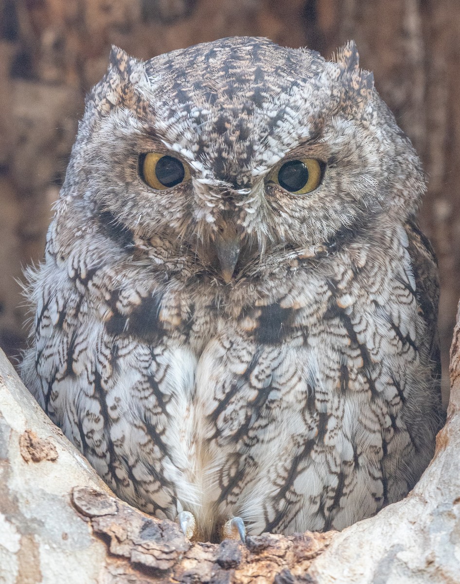 Western Screech-Owl - Michael  Hingerty